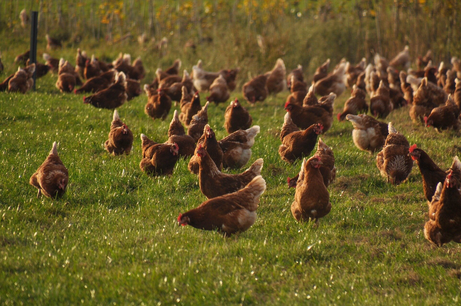 chicken-4574489_1920