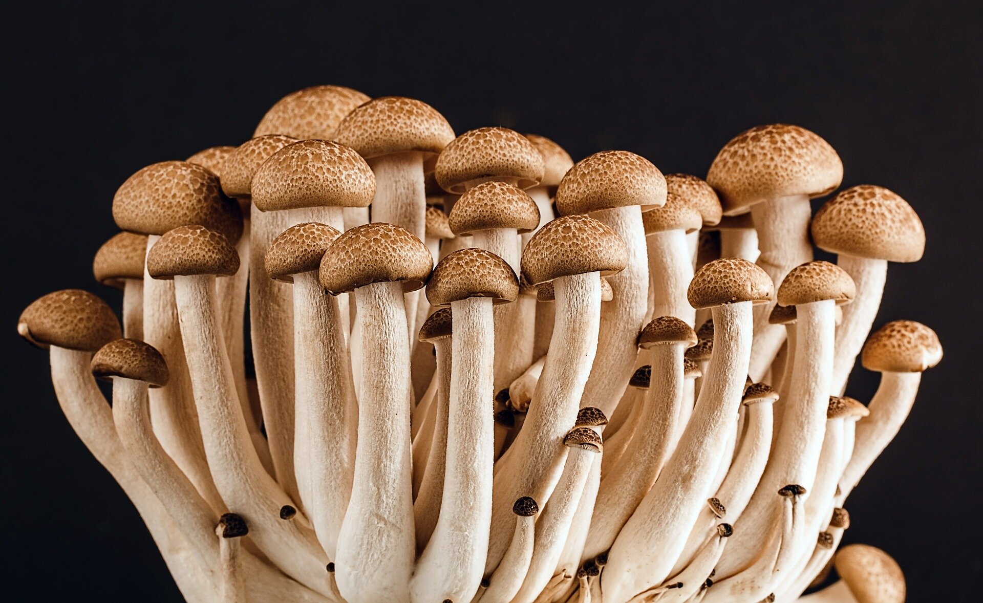mushrooms-gbe66a71d4_1920
